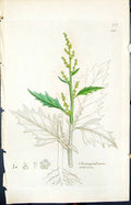 Antique Print Chenopodium Urbicum Smith Sowerby 1847 British Plants Botany 19th