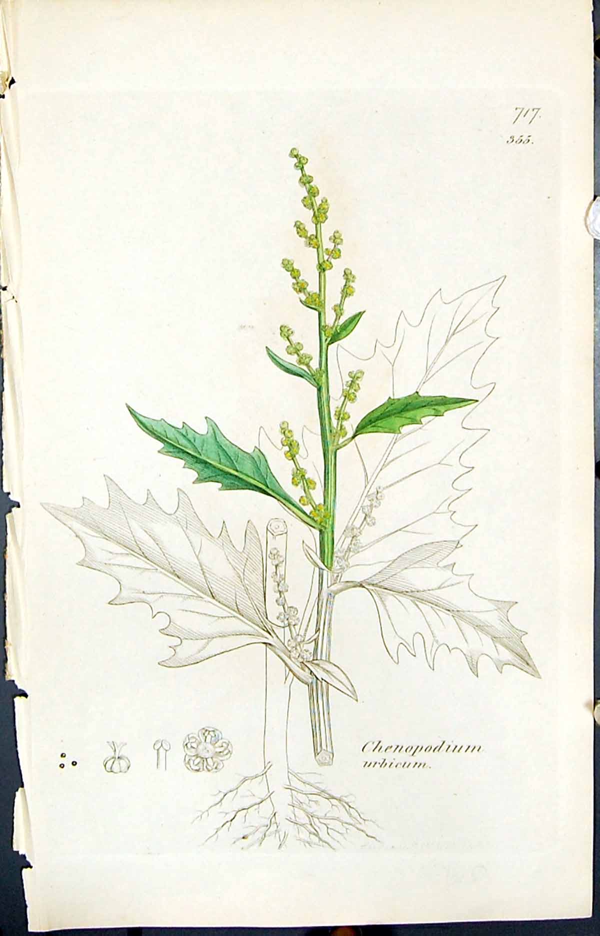 Antique Print Chenopodium Urbicum Smith Sowerby 1847 British Plants Botany 19th