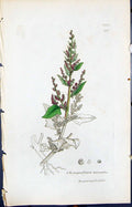 Old Print Chenopodium Botryoides Smith Sowerby 1847 British Plants Botany 19th