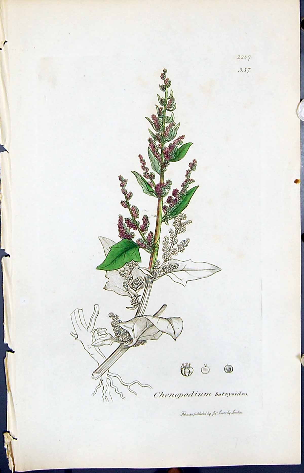 Old Print Chenopodium Botryoides Smith Sowerby 1847 British Plants Botany 19th