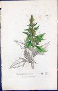 Antique Old Print Chenopodium Rubrum Smith Sowerby 1847 British Plants Botany