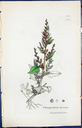 Old Chenopodium Botryoides Smith Sowerby 1847 British Plants Botany R Victorian