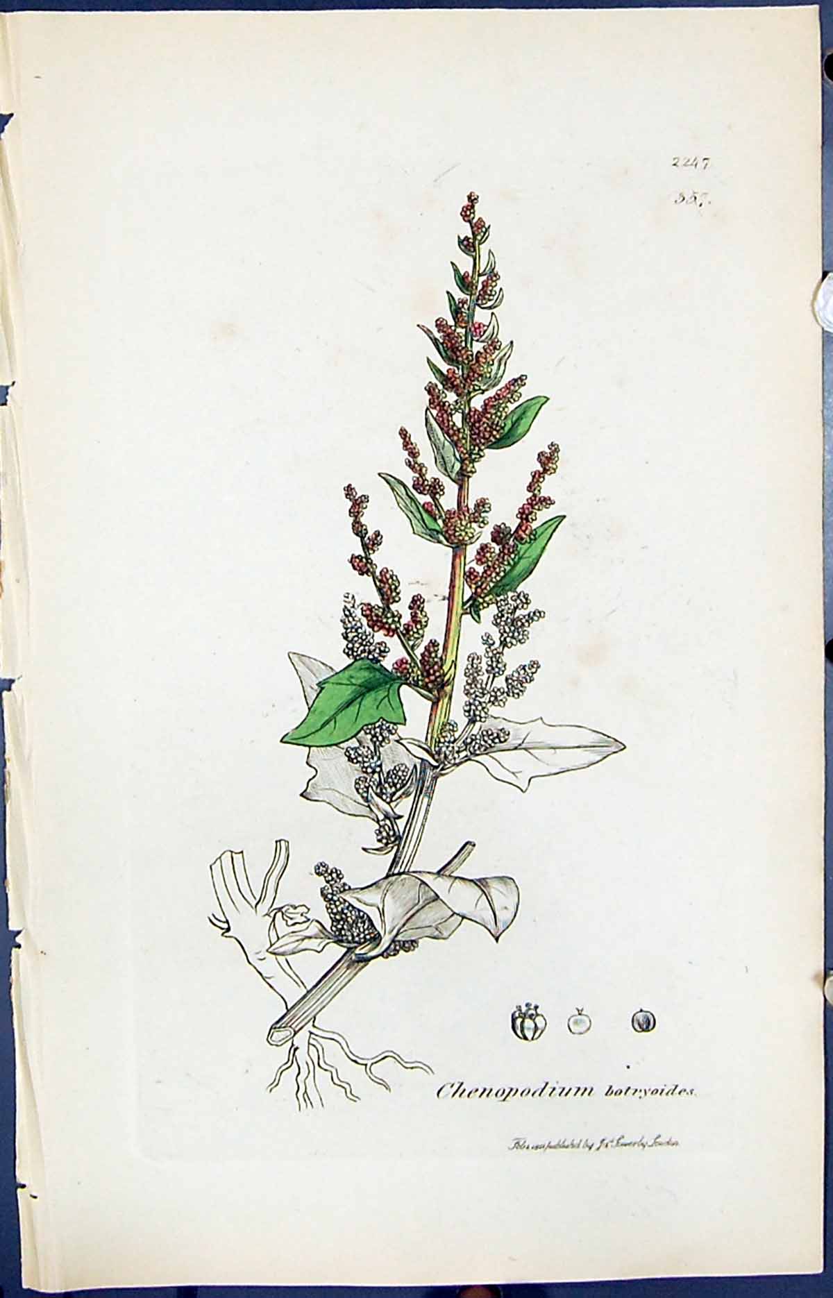 Old Chenopodium Botryoides Smith Sowerby 1847 British Plants Botany R Victorian