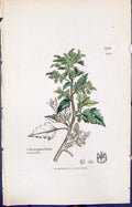 Antique Old Print Chenopodium Murale Smith Sowerby 1847 British Plants Botany