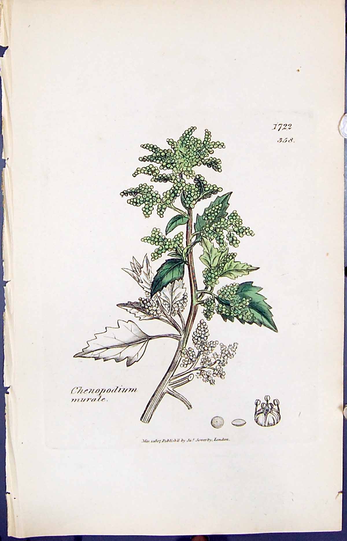 Antique Old Print Chenopodium Murale Smith Sowerby 1847 British Plants Botany