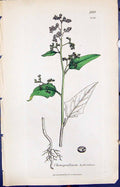 Antique Print Chenopodium Hybridum Smith Sowerby 1847 British Plants Botany
