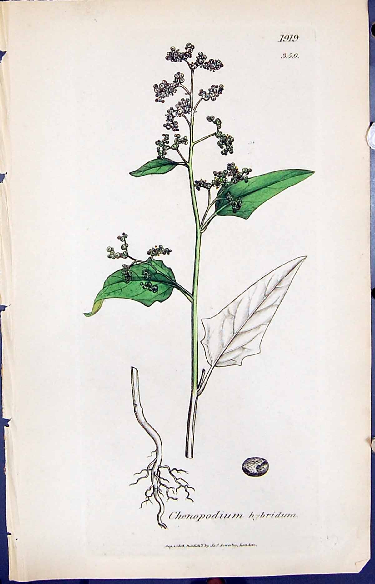 Antique Print Chenopodium Hybridum Smith Sowerby 1847 British Plants Botany