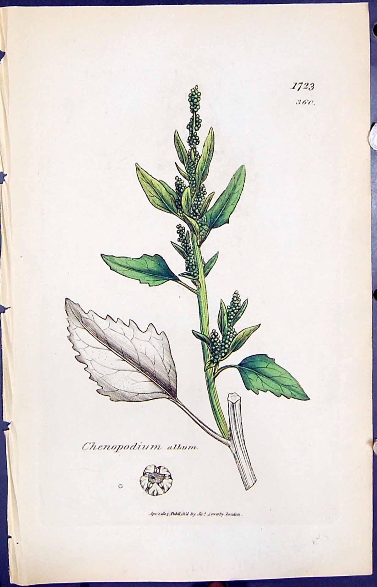 Antique Old Print Chenopodium Album Smith Sowerby 1847 British Plants Botany