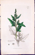 Old Print Chenopodium Ficifolium Smith Sowerby 1847 British Plants Botany 19th