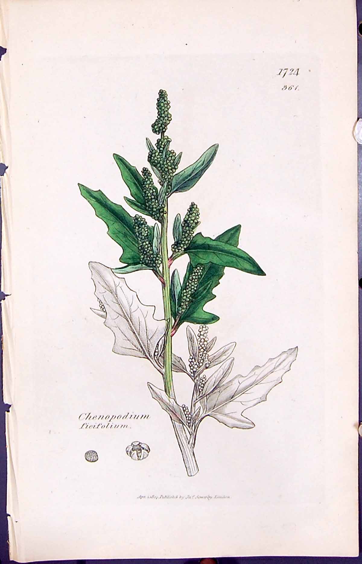 Old Print Chenopodium Ficifolium Smith Sowerby 1847 British Plants Botany 19th