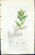 Antique Print Chenopodium Glaucum Smith Sowerby 1847 British Plants Botany 19th