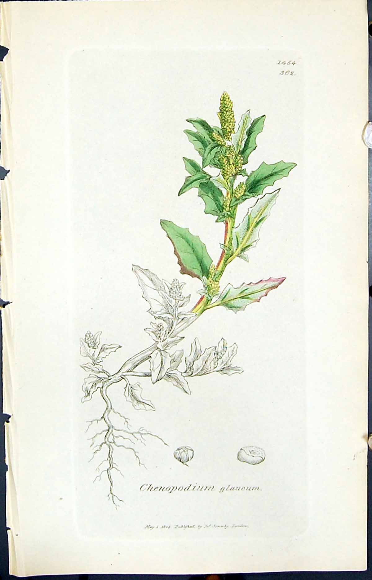 Antique Print Chenopodium Glaucum Smith Sowerby 1847 British Plants Botany 19th