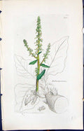 Antique Print Beta Maritima Colour Smith Sowerby 1847 British Plants Botany