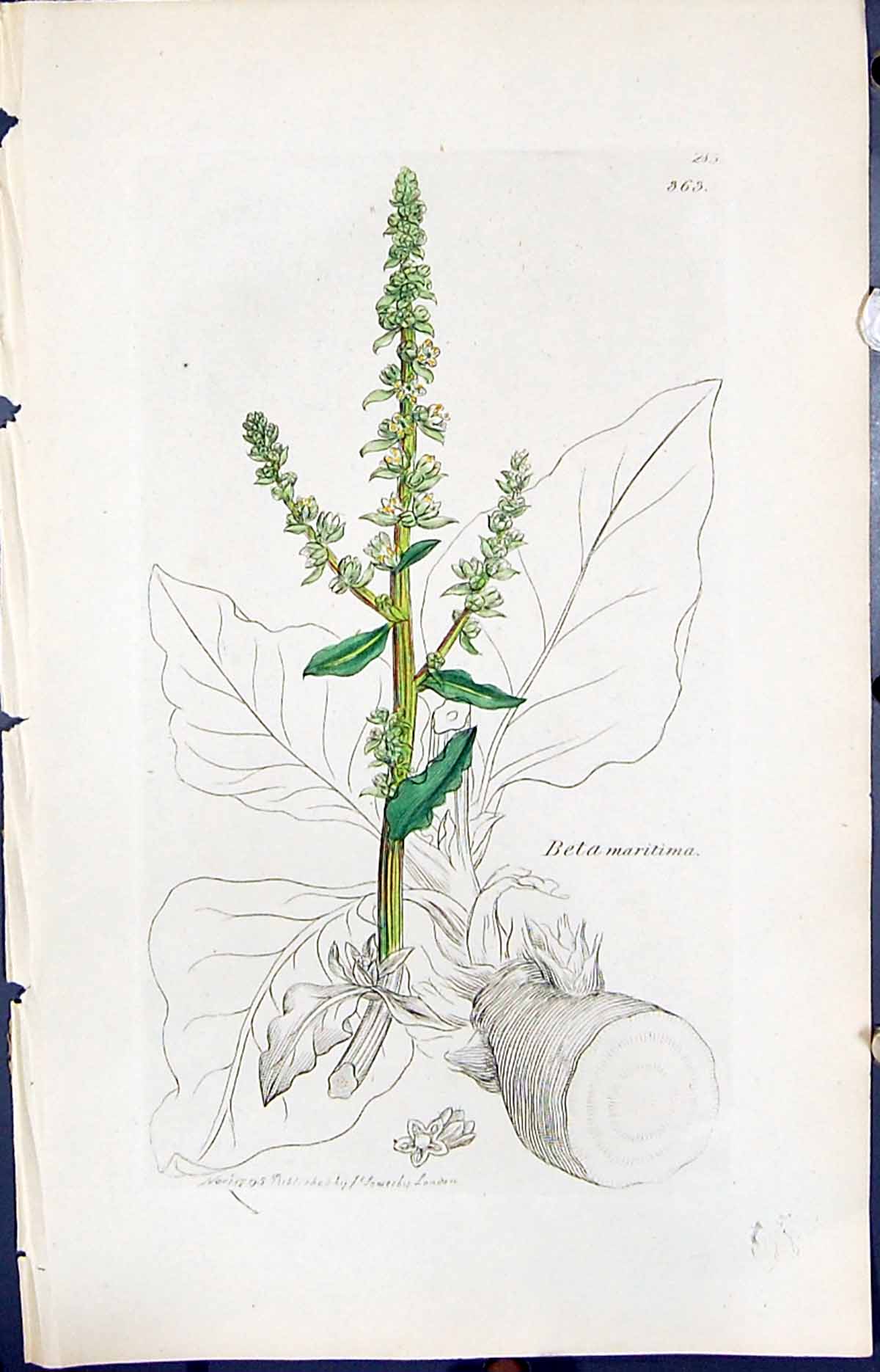 Antique Print Beta Maritima Colour Smith Sowerby 1847 British Plants Botany