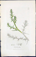 Antique Print Salsola Kali Colour Smith Sowerby 1847 British Plants Botany 19th