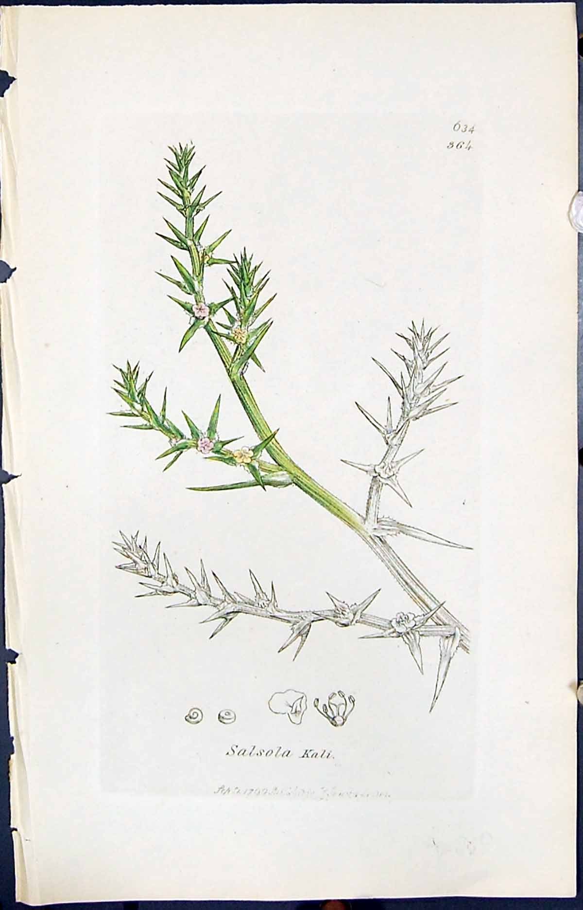 Antique Print Salsola Kali Colour Smith Sowerby 1847 British Plants Botany 19th