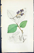 Antique Old Print Ulmus Campestris Smith Sowerby 1847 British Plants Botany