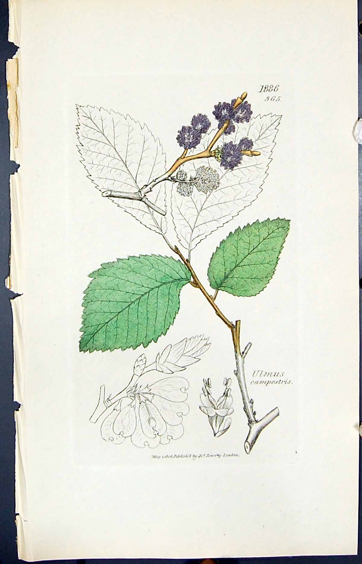 Antique Old Print Ulmus Campestris Smith Sowerby 1847 British Plants Botany