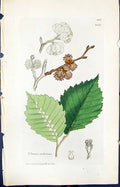 Old Print Ulmus Suberosa Colour Smith Sowerby 1847 British Plants Botany 19th