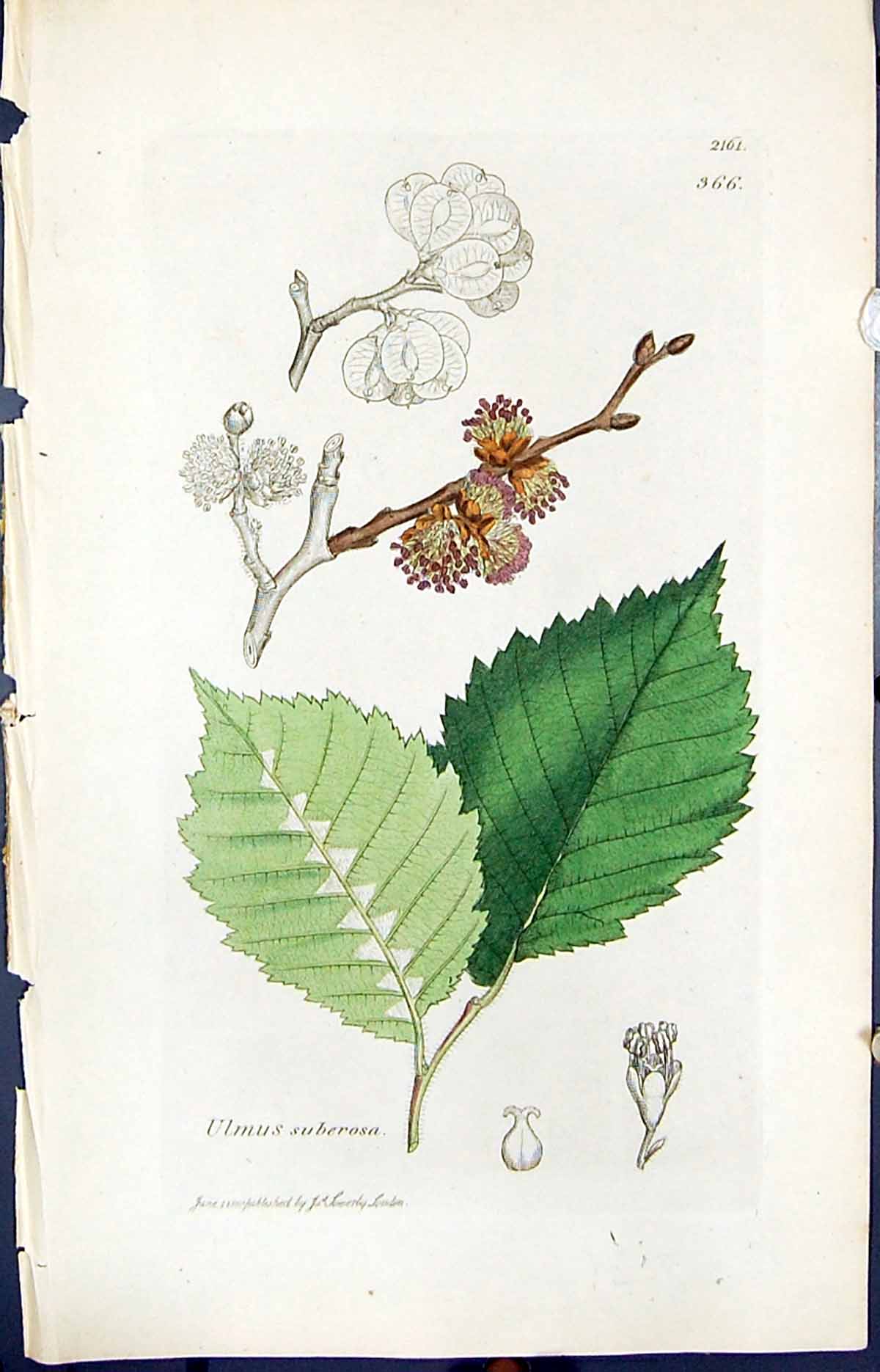 Old Print Ulmus Suberosa Colour Smith Sowerby 1847 British Plants Botany 19th