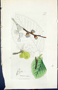 Antique Old Print Ulmus Major Colour Smith Sowerby 1847 British Plants Botany