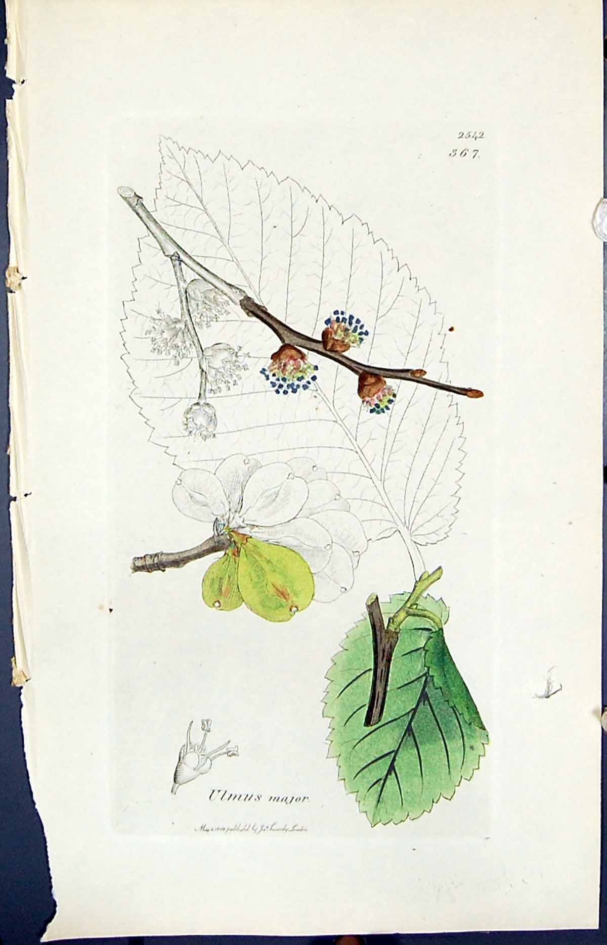 Antique Old Print Ulmus Major Colour Smith Sowerby 1847 British Plants Botany