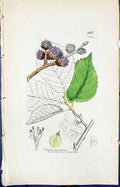 Antique Print Ulmus Montana Colour Smith Sowerby 1847 British Plants Botany