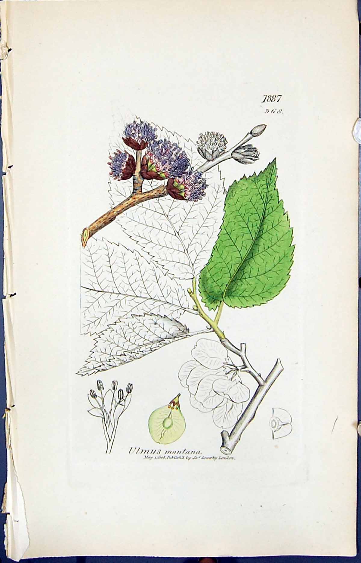 Antique Print Ulmus Montana Colour Smith Sowerby 1847 British Plants Botany
