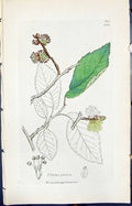 Antique Print Ulmus Glabra Colour Smith Sowerby 1847 British Plants Botany 19th