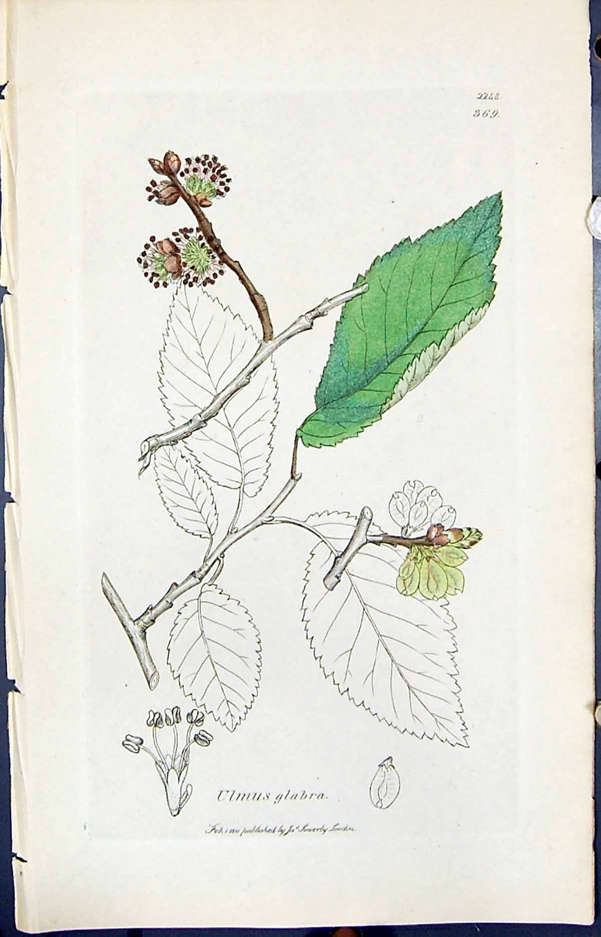 Antique Print Ulmus Glabra Colour Smith Sowerby 1847 British Plants Botany 19th