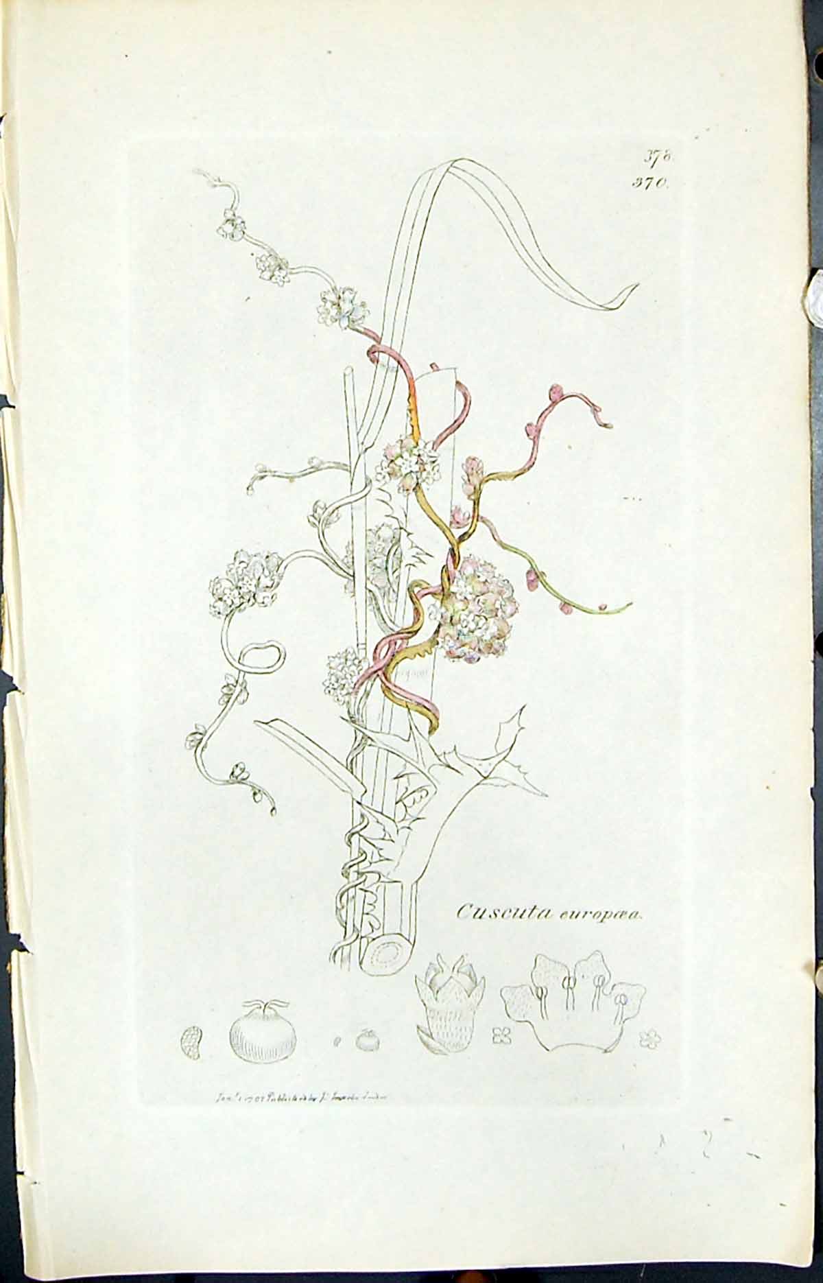 Antique Old Print Cuscuta Europoea Smith Sowerby 1847 British Plants Botany