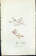 Antique Old Print Cuscuta Epithymum Smith Sowerby 1847 British Plants Botany