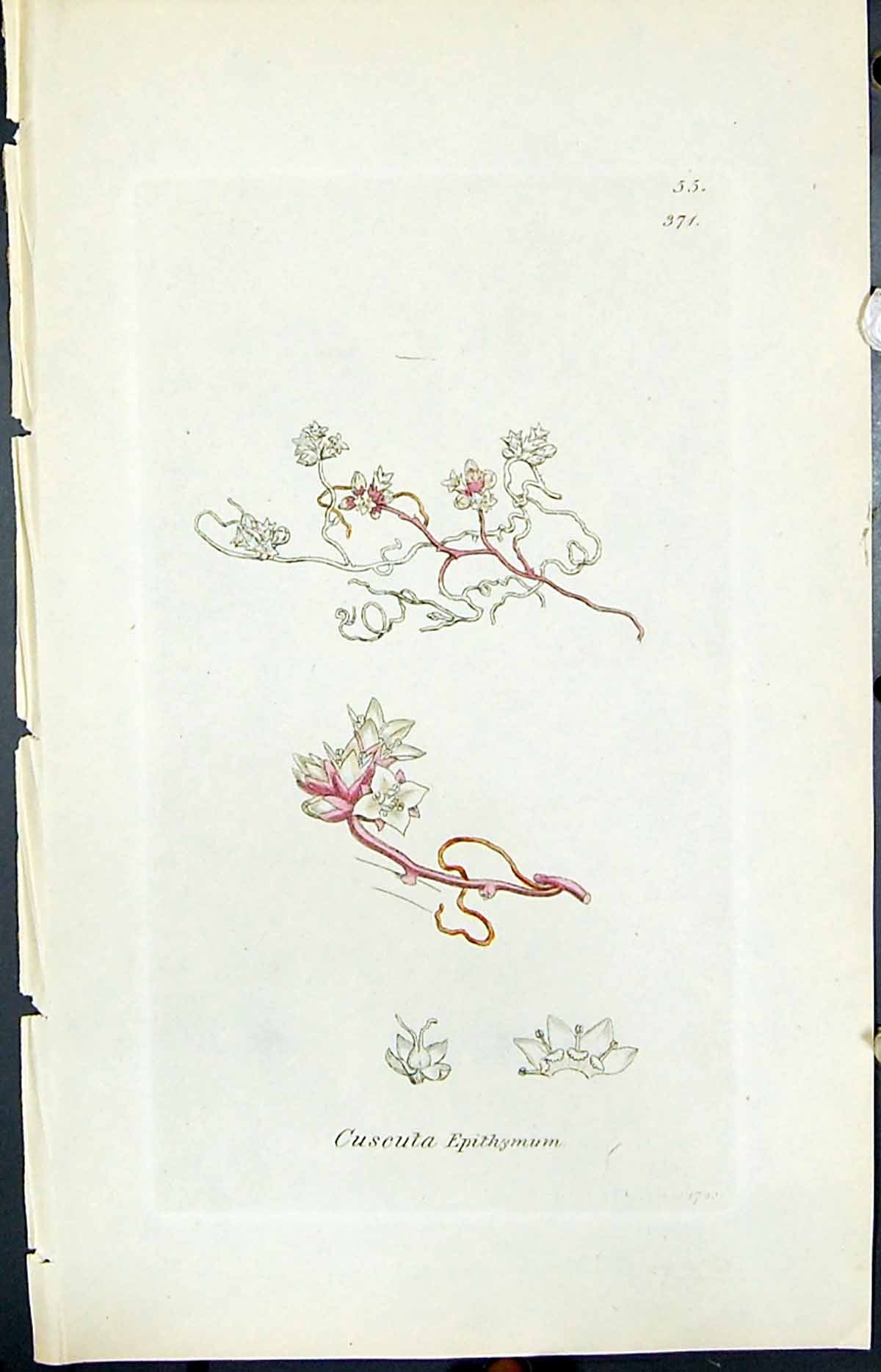 Antique Old Print Cuscuta Epithymum Smith Sowerby 1847 British Plants Botany