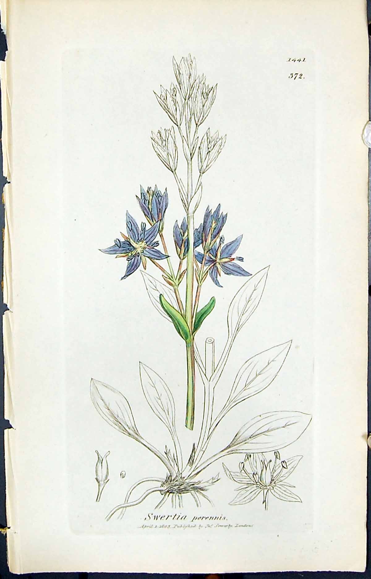 Antique Old Print Swertia Perennis Smith Sowerby 1847 British Plants Botany