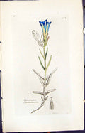 Old Print Gentiana Pneumonanthe Smith Sowerby 1847 British Plants Botany 19th