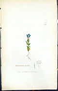 Antique Old Print Gentiana Nivalis Smith Sowerby 1847 British Plants Botany