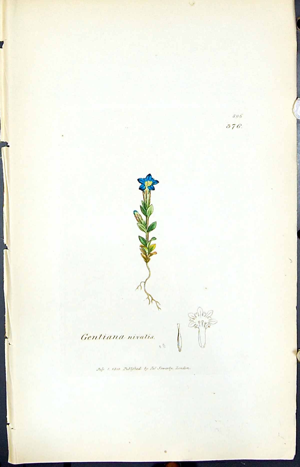 Antique Old Print Gentiana Nivalis Smith Sowerby 1847 British Plants Botany