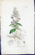 Antique Old Print Gentiana Amarella Smith Sowerby 1847 British Plants Botany