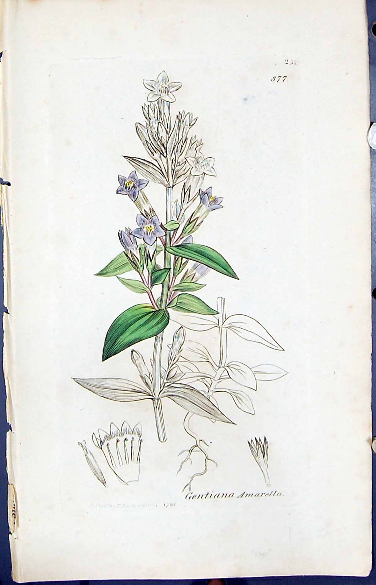 Antique Old Print Gentiana Amarella Smith Sowerby 1847 British Plants Botany
