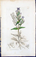 Antique Print Gentiana Campestris Smith Sowerby 1847 British Plants Botany 19th