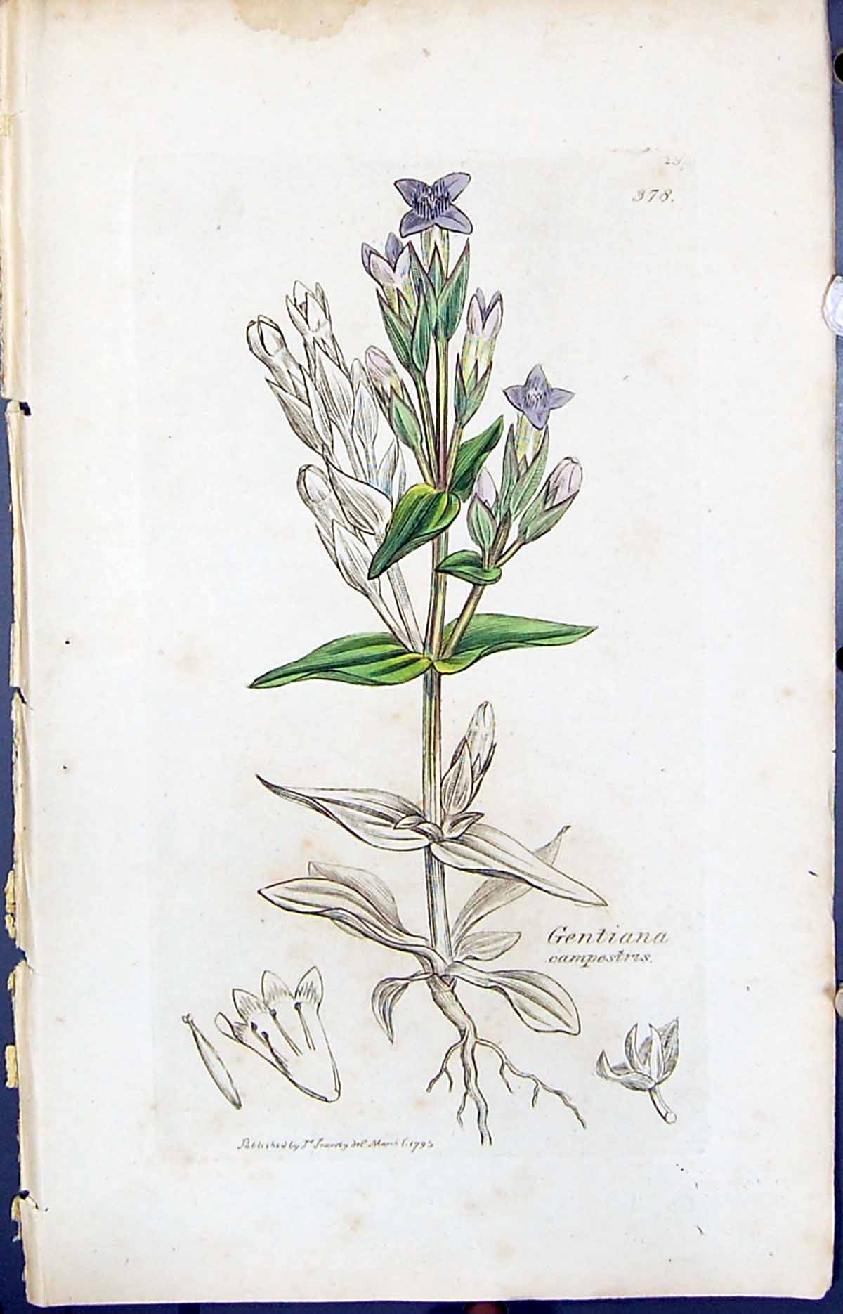 Antique Print Gentiana Campestris Smith Sowerby 1847 British Plants Botany 19th