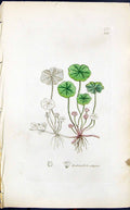 Antique Print Hydrocotyle Vulgaris Smith Sowerby 1847 British Plants Botany