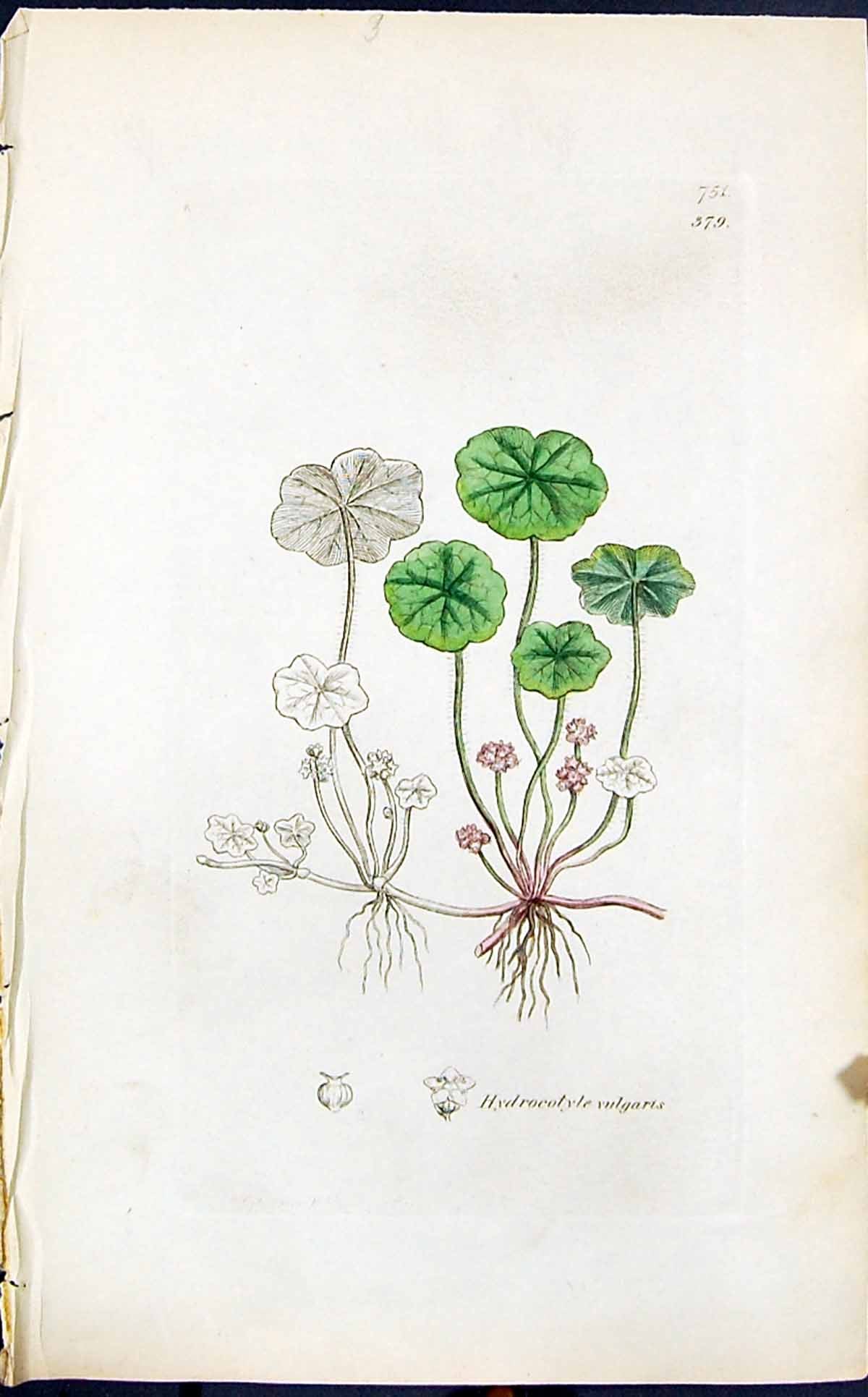 Antique Print Hydrocotyle Vulgaris Smith Sowerby 1847 British Plants Botany