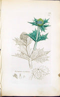 Antique Old Print Eryngium Maritimum Smith Sowerby 1847 British Plants Botany