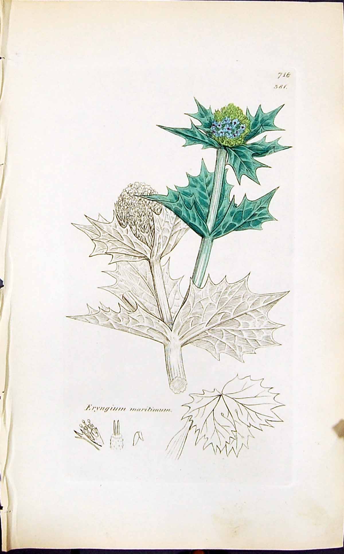 Antique Old Print Eryngium Maritimum Smith Sowerby 1847 British Plants Botany