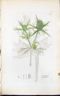 Antique Old Print Eryngium Campestre Smith Sowerby 1847 British Plants Botany
