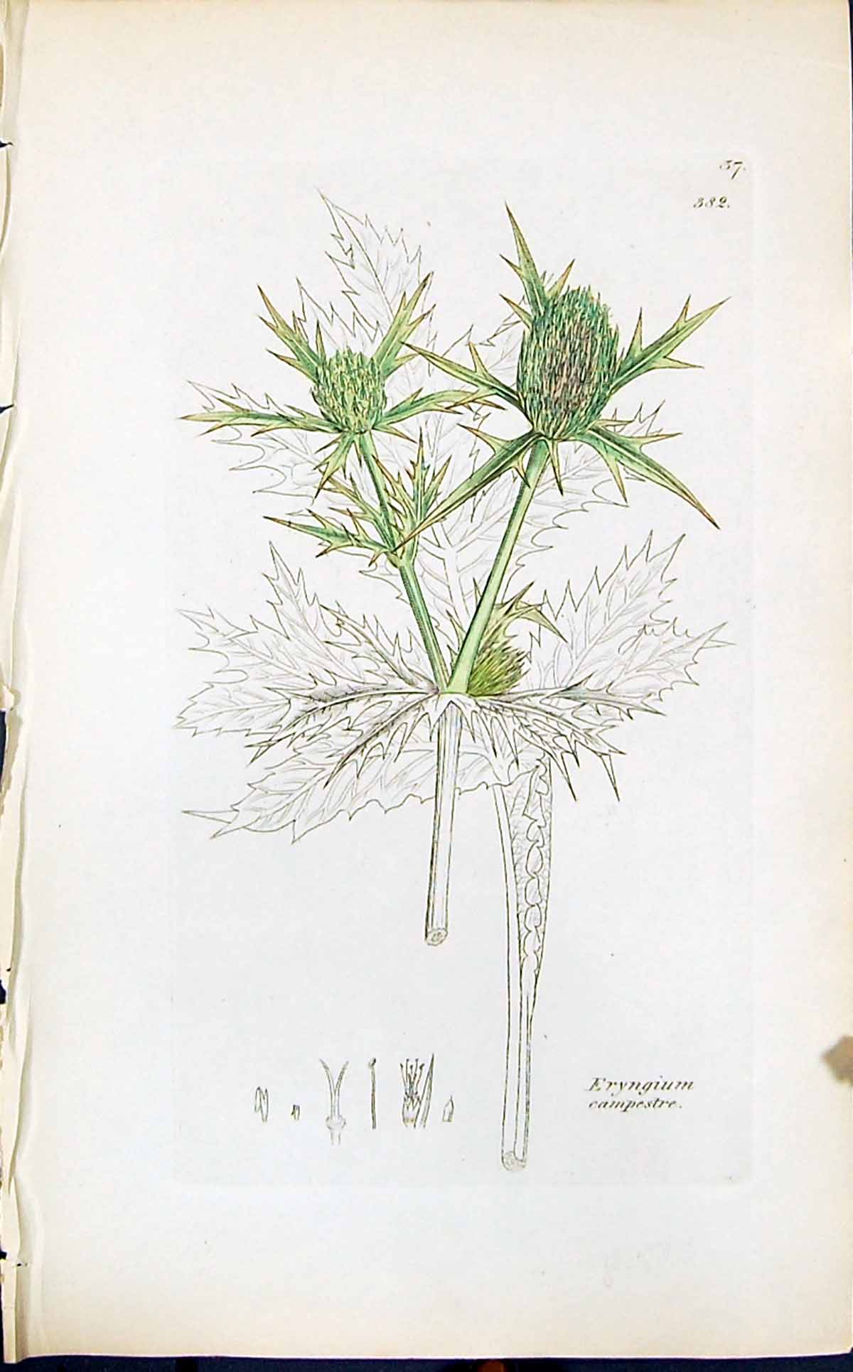 Antique Old Print Eryngium Campestre Smith Sowerby 1847 British Plants Botany