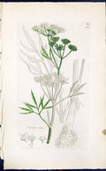 Antique Print Cieuta Virosa Colour Smith Sowerby 1847 British Plants Botany
