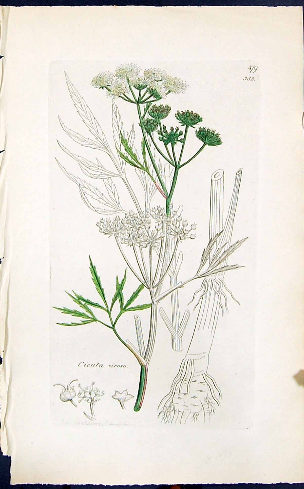 Antique Print Cieuta Virosa Colour Smith Sowerby 1847 British Plants Botany