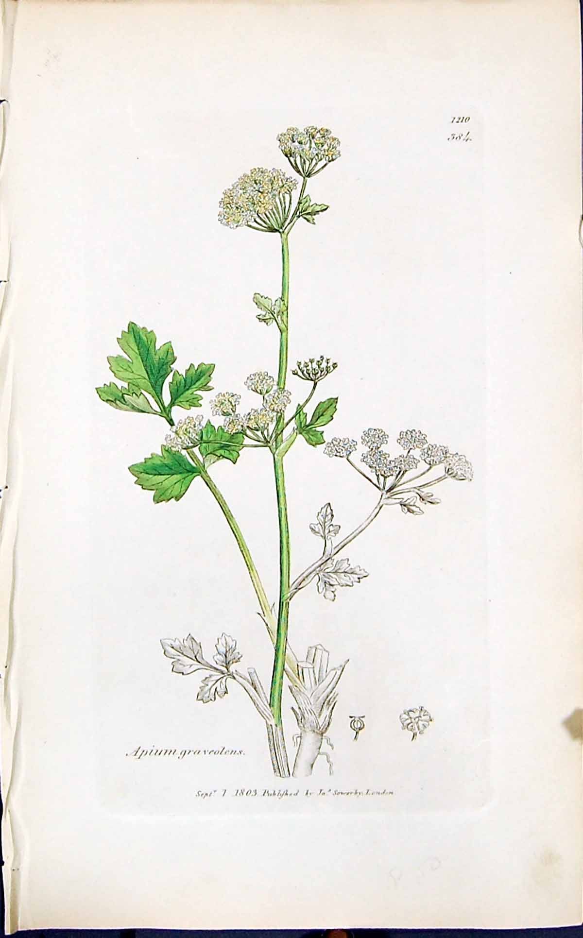 Antique Old Print Apium Graveolens Smith Sowerby 1847 British Plants Botany
